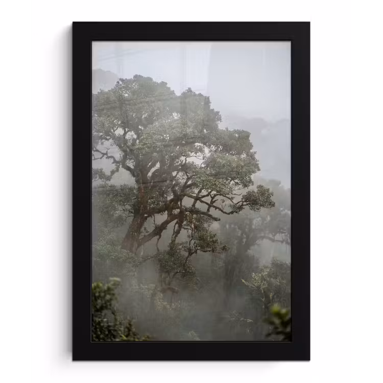 Poster met lijst - Boom - Mistig - Bos - Groen - Natuur — 1