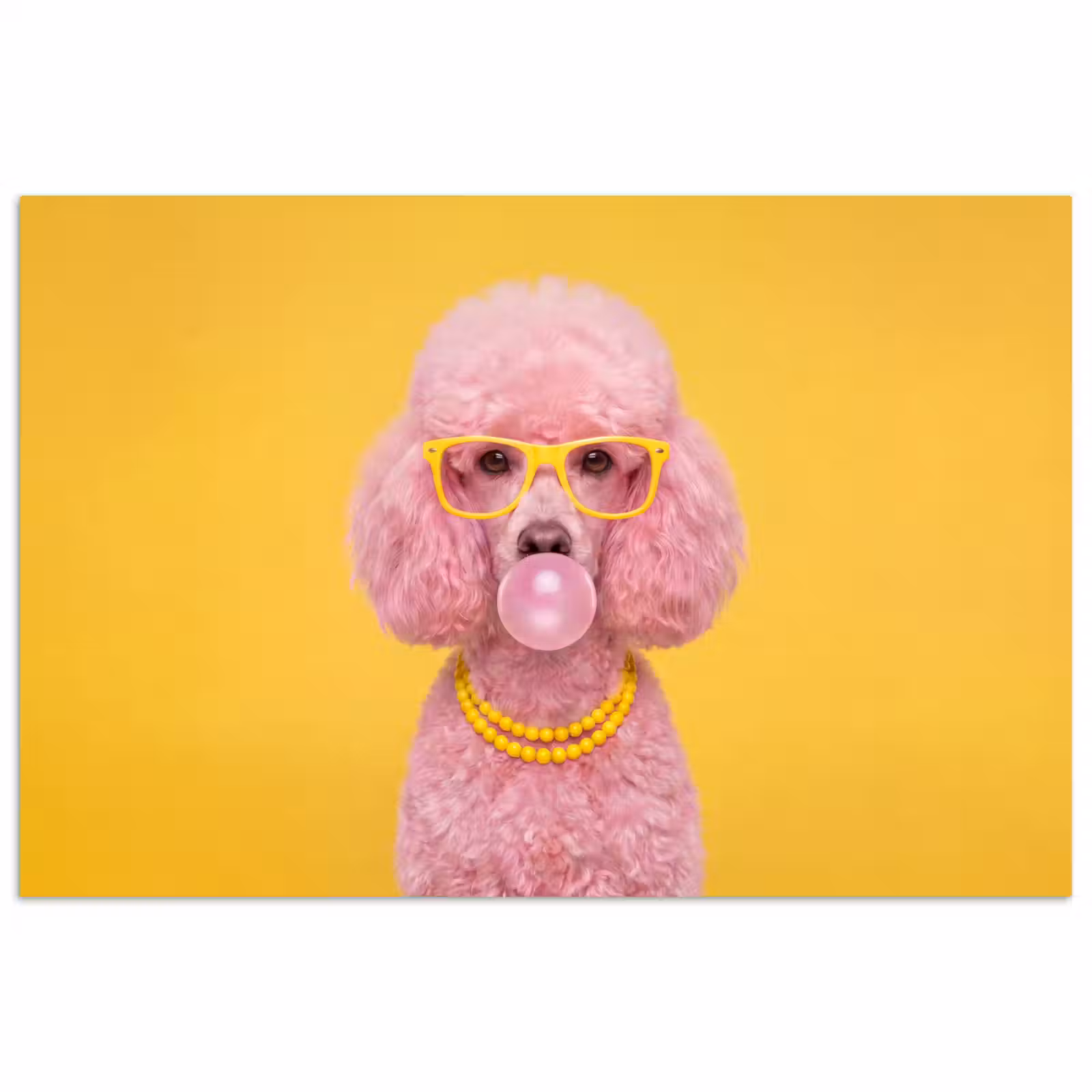 Poster - Hond - Kauwgum - Dieren - Modern - Roze — 1