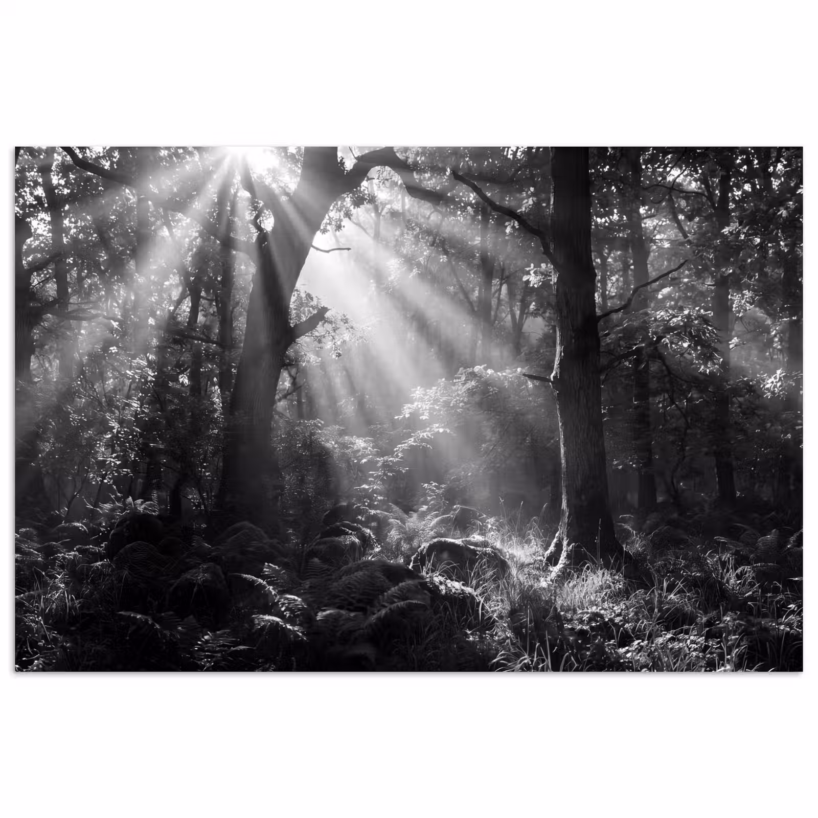 Poster - Bos - Lichtstralen - Natuur - Zwart-wit — 1