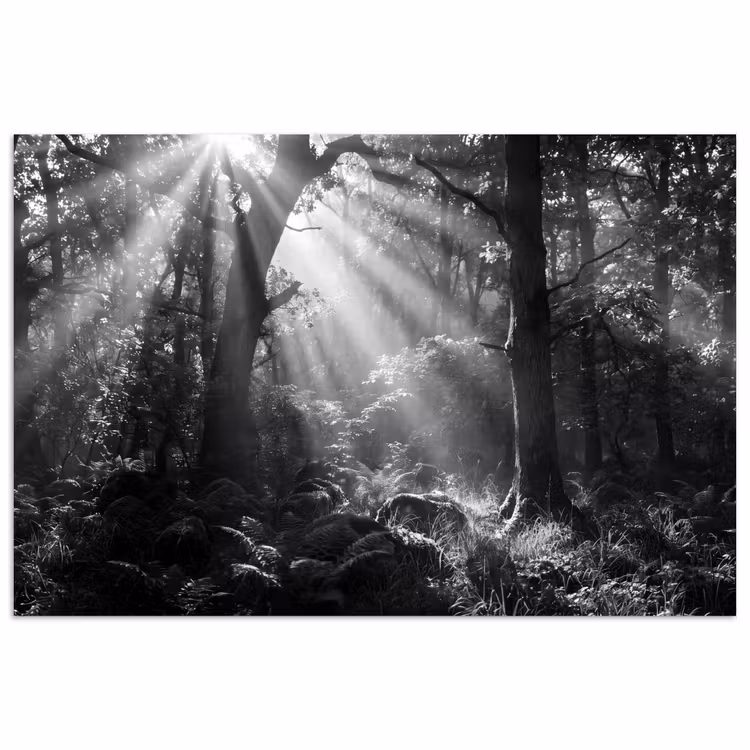 Poster - Bos - Lichtstralen - Natuur - Zwart-wit — 1