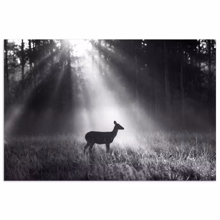 Poster - Hert - Bos - Zonnestralen - Zwart-wit - Natuur — 1
