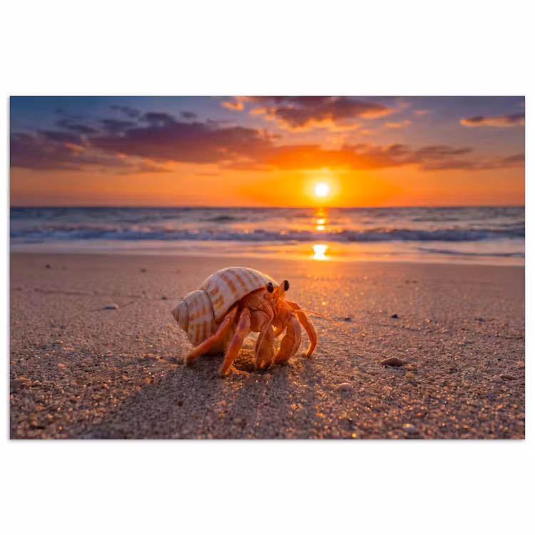 Poster - Kreeft - Strand - Natuur - Zonsondergang - Oranje — 1