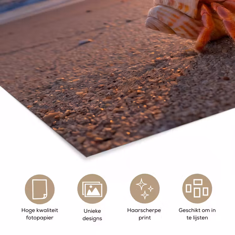 Poster - Kreeft - Strand - Natuur - Zonsondergang - Oranje — 5