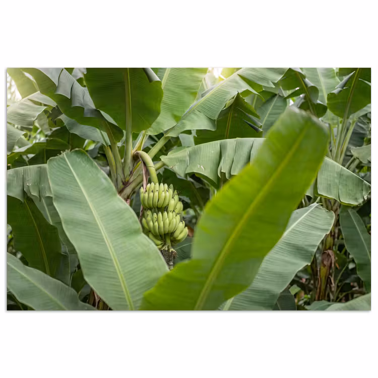 Poster - Eten - Bananen - Plantage - Groen — 1