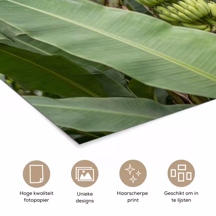 Poster - Eten - Bananen - Plantage - Groen — 5