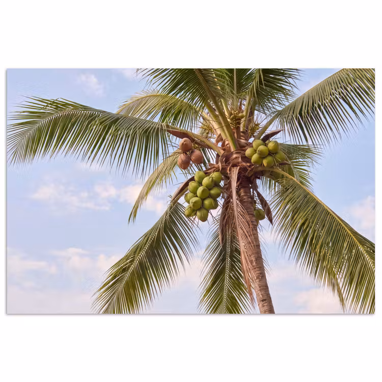 Poster - Kokosnoot - Boom - Tropisch - Natuur - Groen — 1