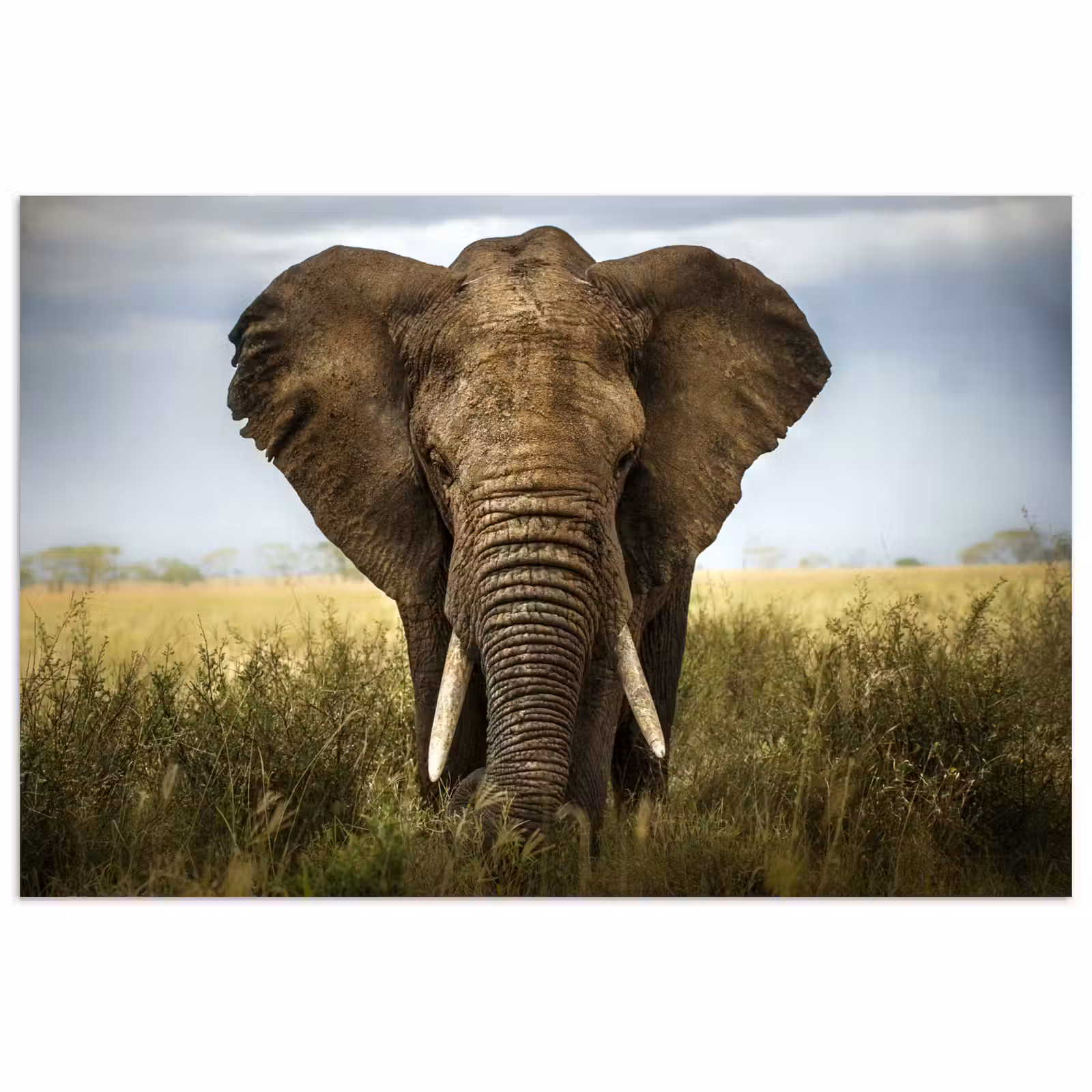 Poster - Olifant - Natuur - Gras - Dieren - Landschap — 1