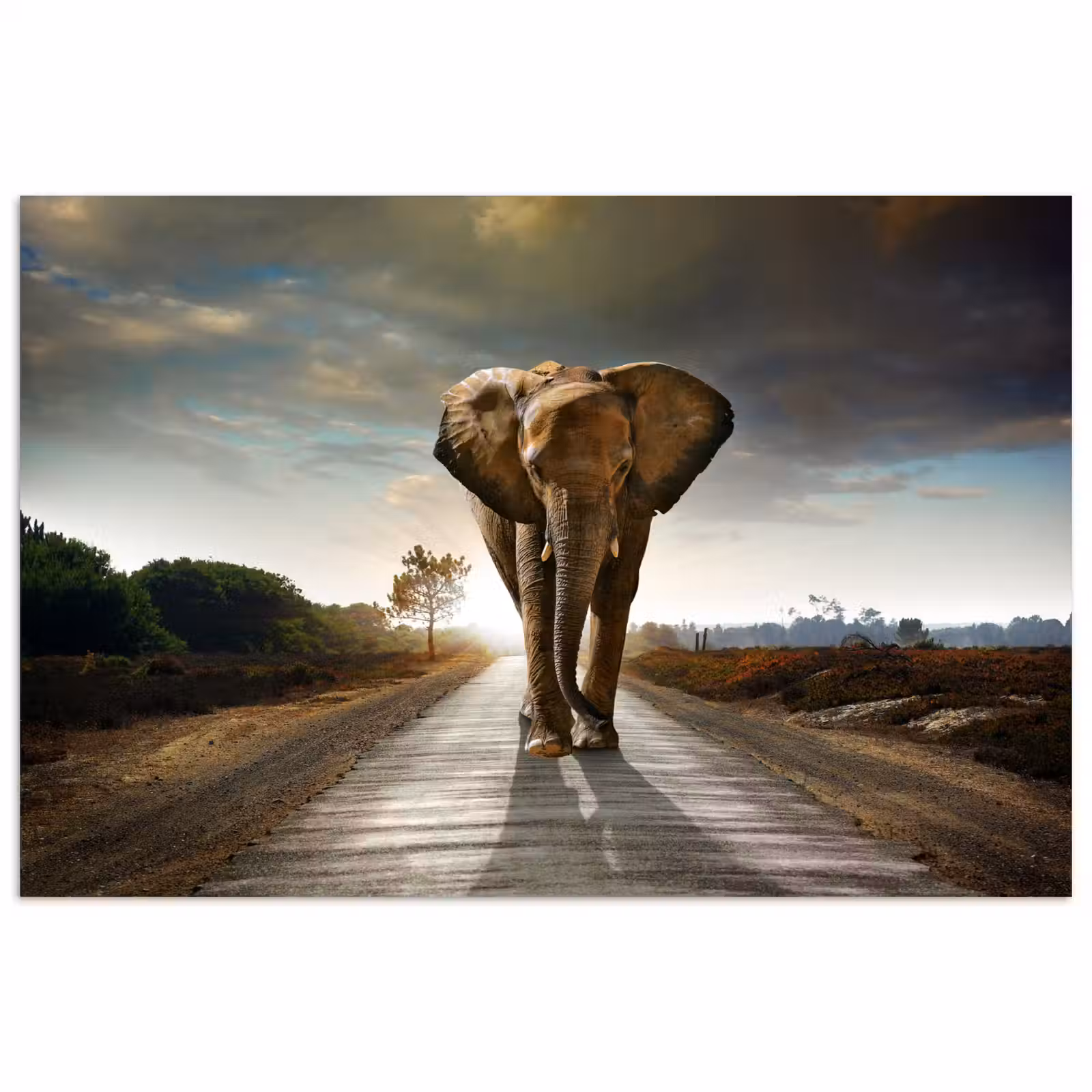 Poster - Olifant - Weg - Dieren - Zonsondergang - Landschap — 1