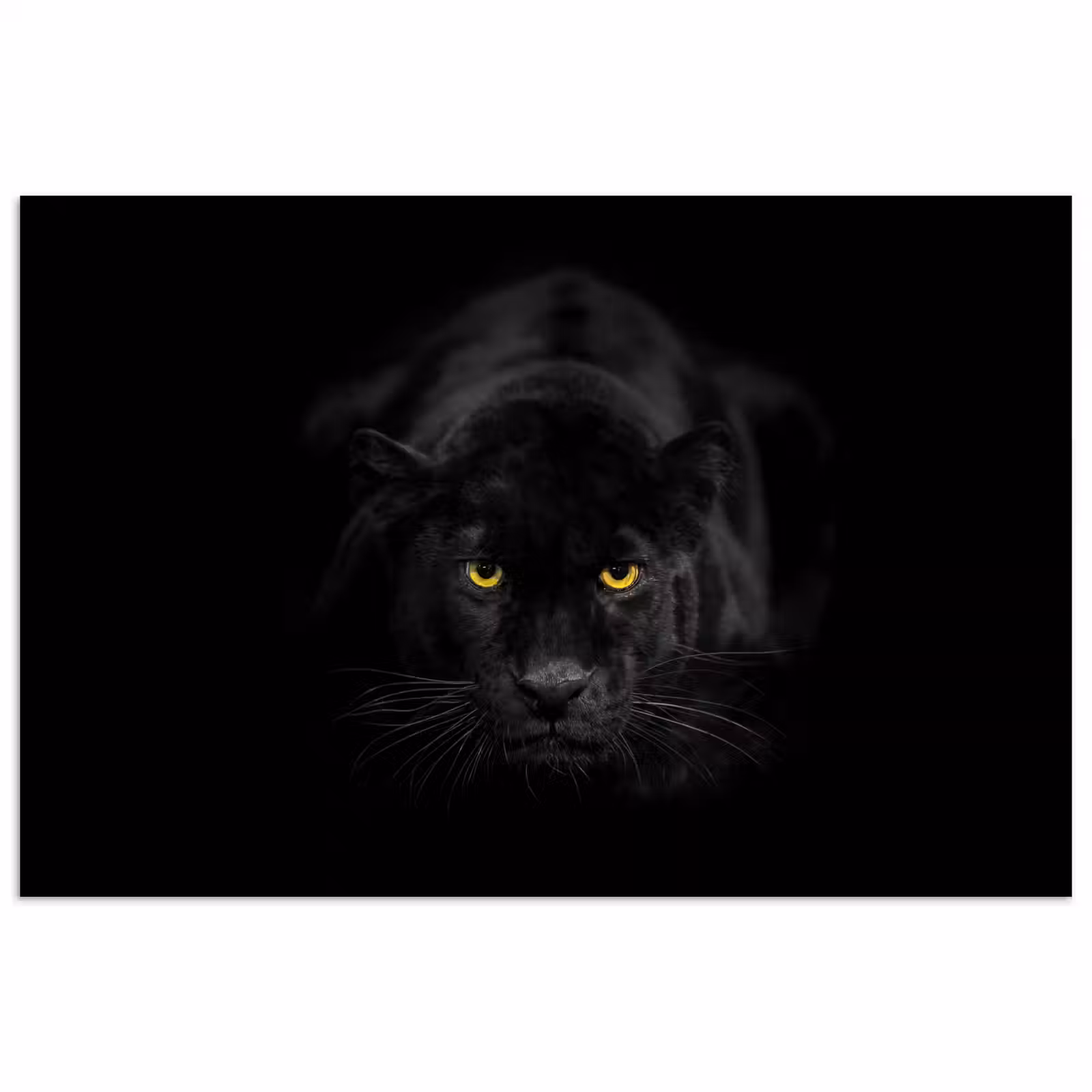 Poster - Panter - Dieren - Zwart - Ogen — 1