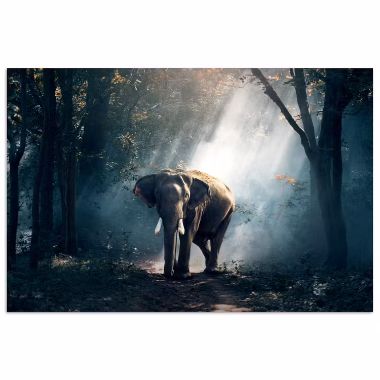 Poster - Olifant - Dieren - Licht - Bos - Natuur - Wilde dieren — 1