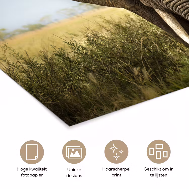 Poster - Olifant - Natuur - Gras - Dieren - Landschap — 5