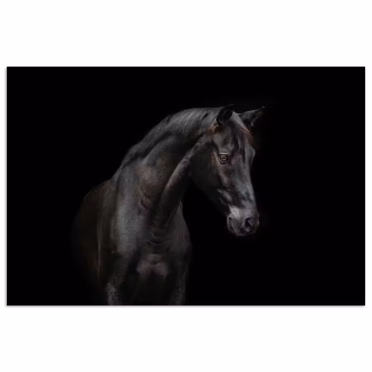 Poster - Paard - Dieren - Zwart - Portret — 1