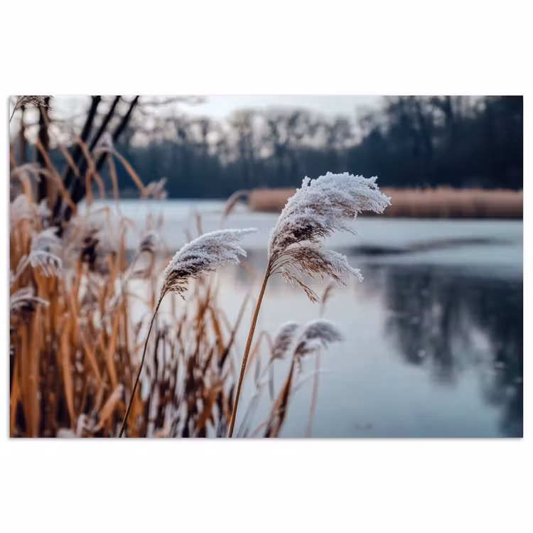 Poster - Riet - Gras - Natuur - Winter - Meer — 1