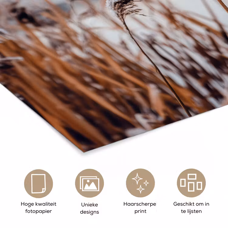 Poster - Riet - Gras - Natuur - Winter - Meer — 5