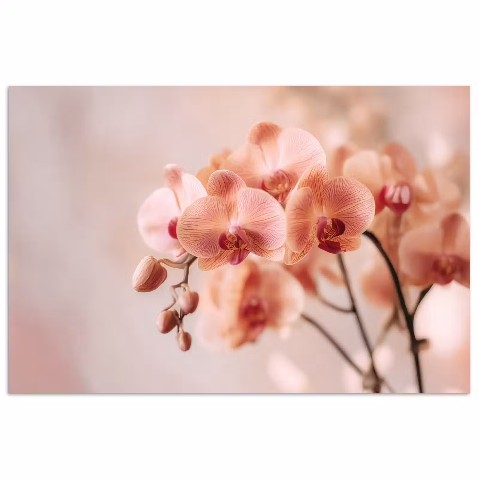 Poster - Orchidee - Bloemen - Roze - Bloemblaadjes — 1