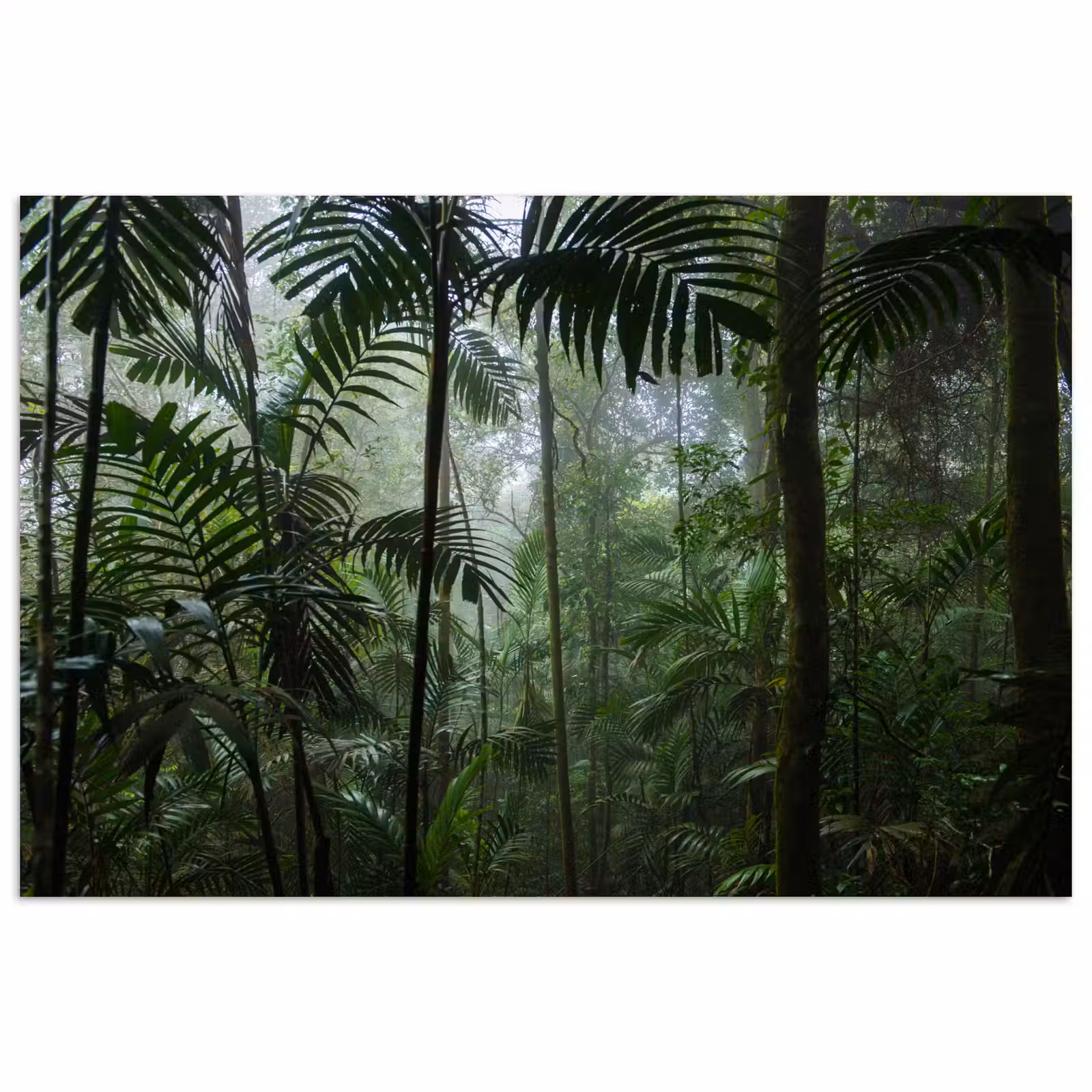 Poster - Regenwoud - Tropisch - Jungle - Bomen - Planten — 1