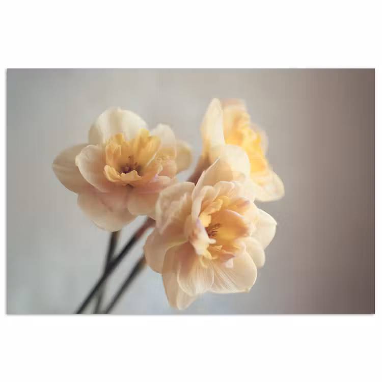 Poster - Narcissen - Geel - Bloemblaadjes — 1