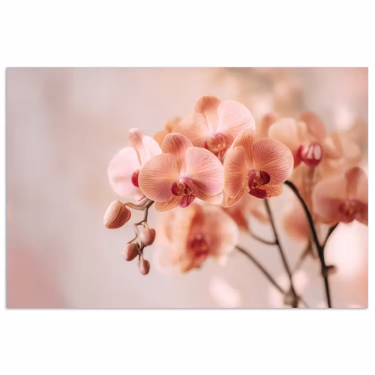 Poster - Orchidee - Bloemen - Roze - Bloemblaadjes — 1