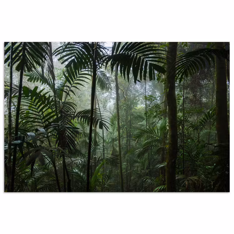 Poster - Regenwoud - Tropisch - Jungle - Bomen - Planten — 1