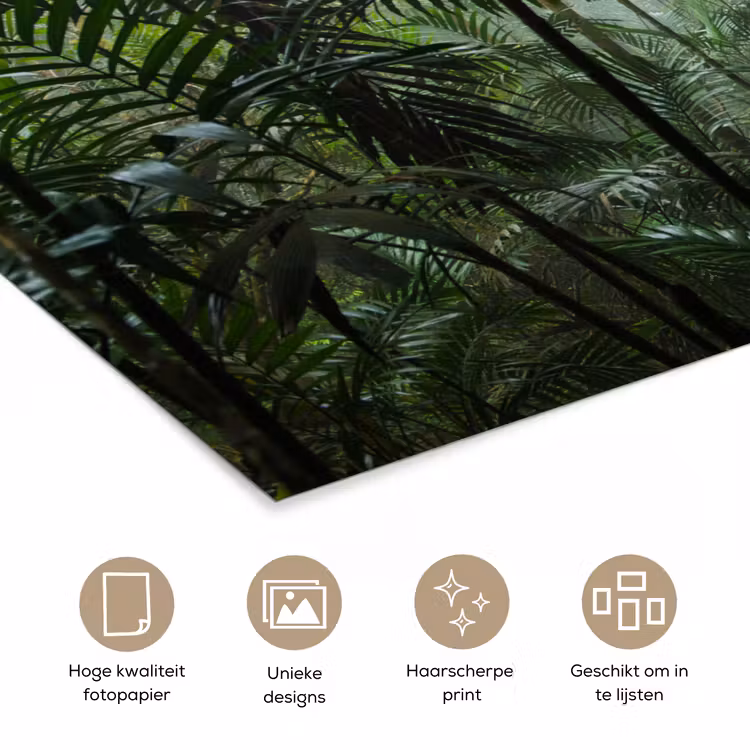 Poster - Regenwoud - Tropisch - Jungle - Bomen - Planten — 5
