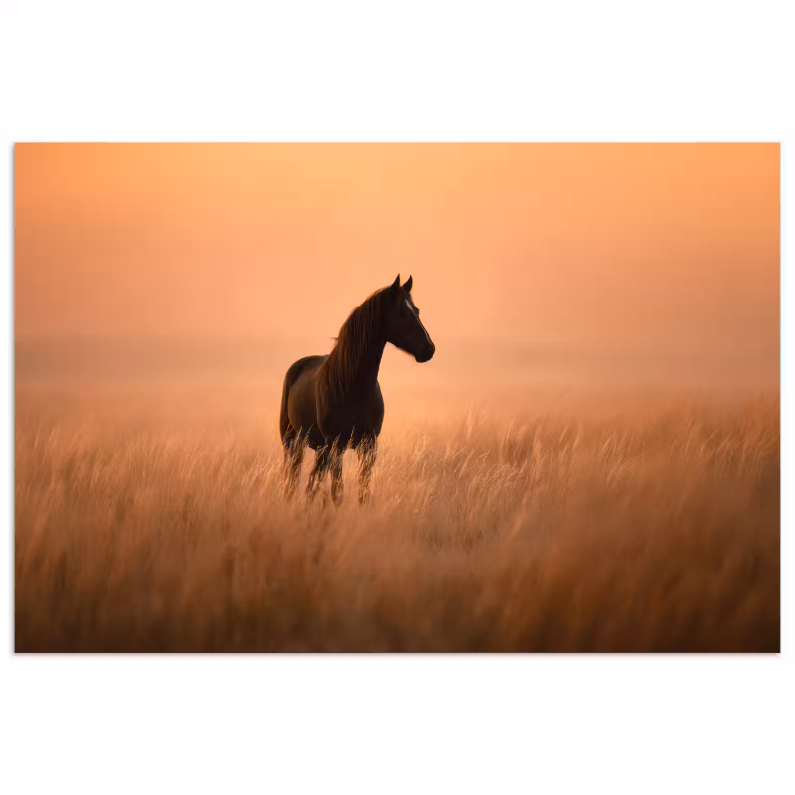 Poster - Paard - Grasveld - Zonsondergang — 1