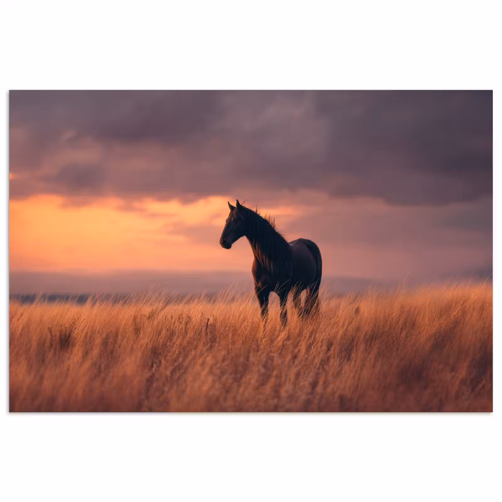 Poster - Paard - Wolken - Open veld — 1