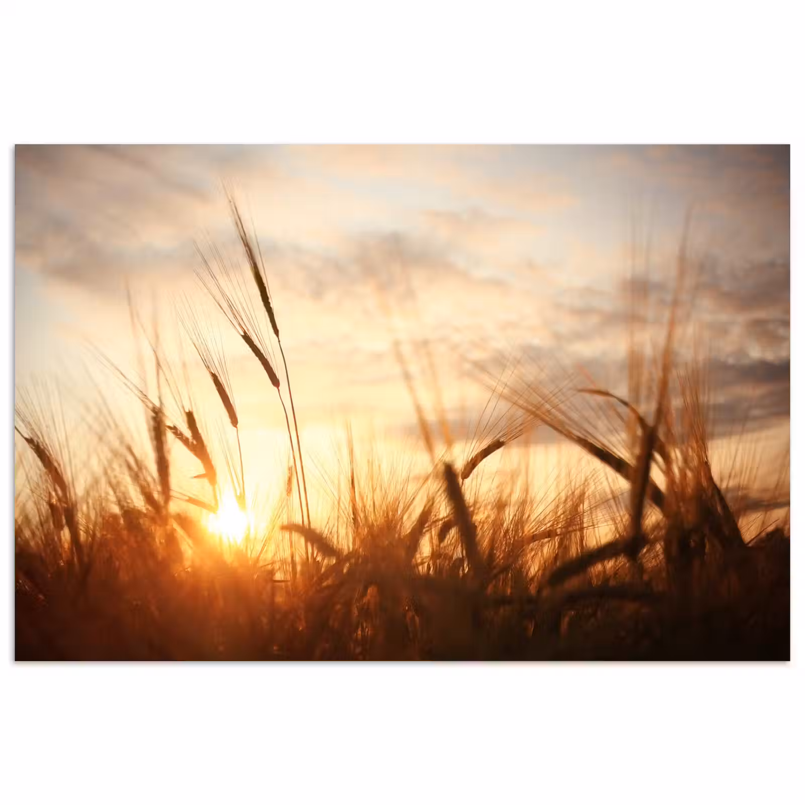 Poster - Riet - Gras - Zonsondergang - Natuur - Horizon — 1