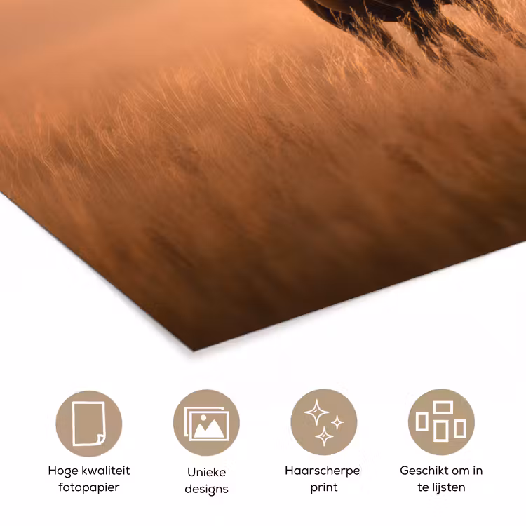 Poster - Paard - Grasveld - Zonsondergang — 5