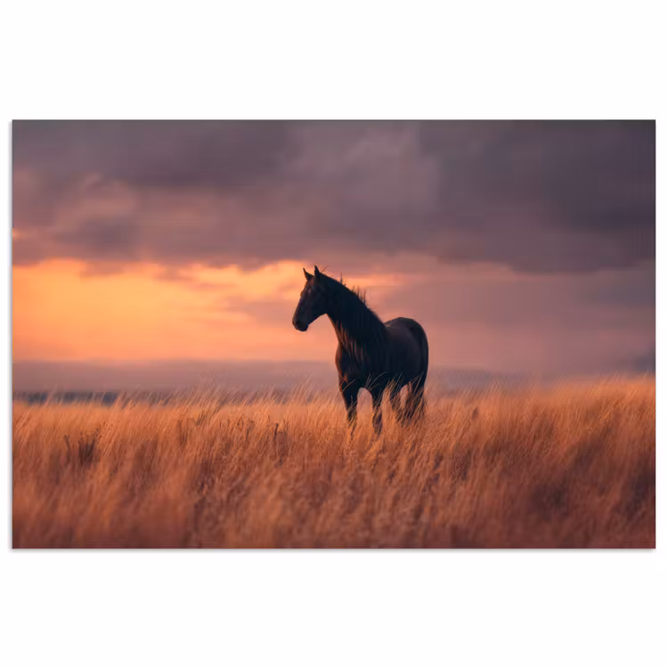 Poster - Paard - Wolken - Open veld — 1