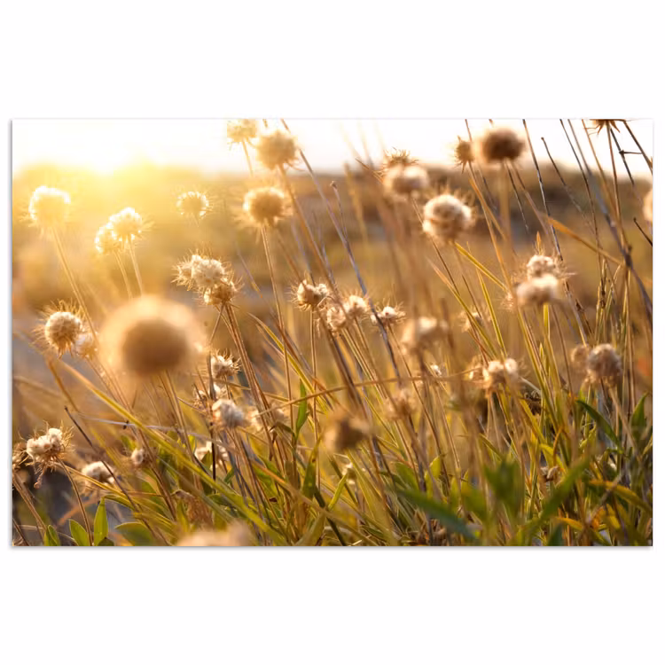 Poster - Planten - Natuur - Bloemen - Zon - Horizon — 1