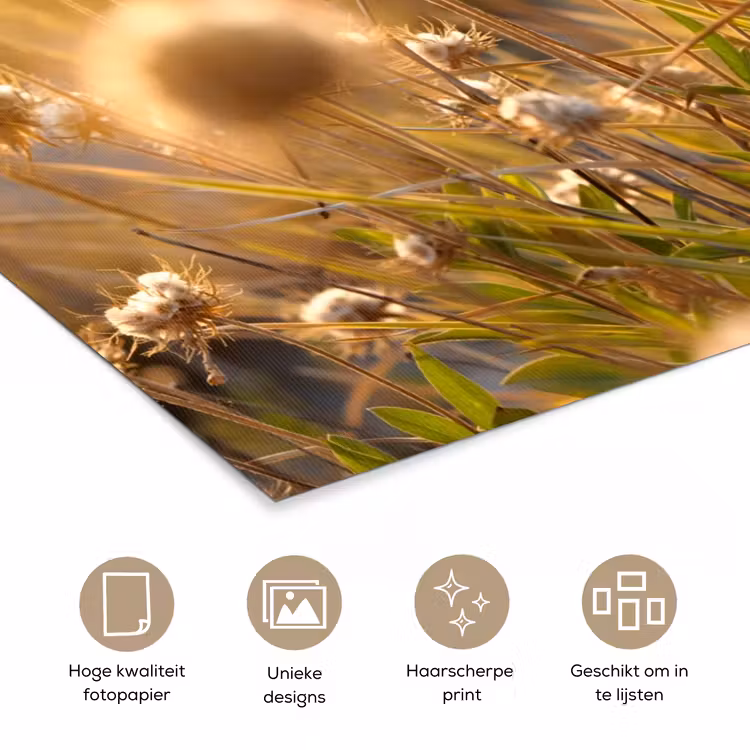 Poster - Planten - Natuur - Bloemen - Zon - Horizon — 5