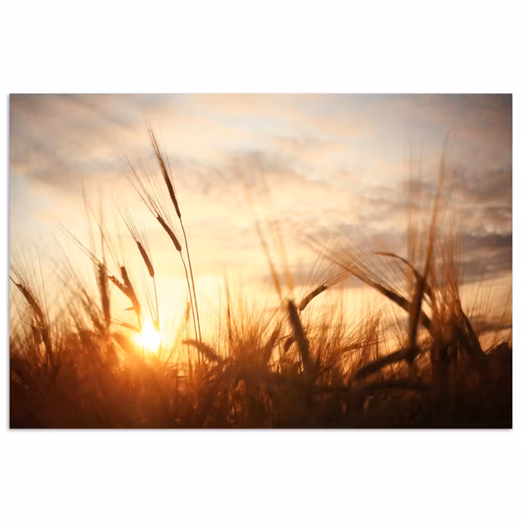 Poster - Riet - Gras - Zonsondergang - Natuur - Horizon — 1