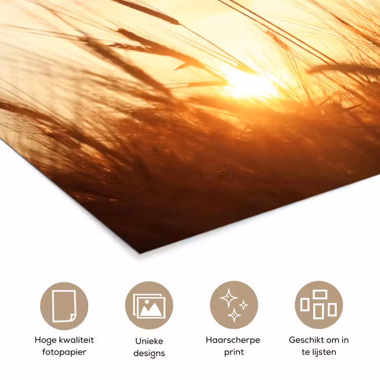 Poster - Riet - Gras - Zonsondergang - Natuur - Horizon — 5