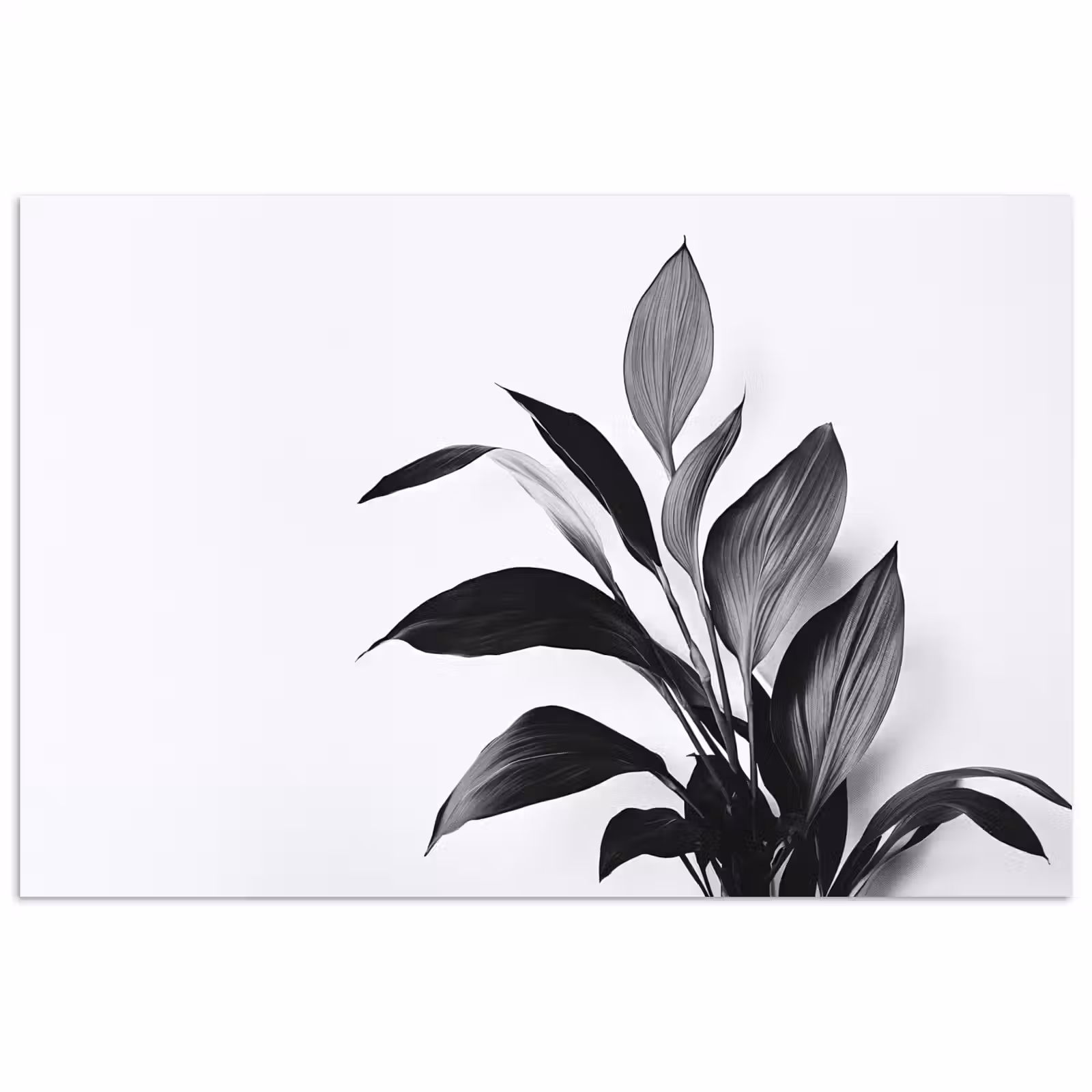 Poster - Plant - Bladeren - Minimalistisch - Zwart — 1