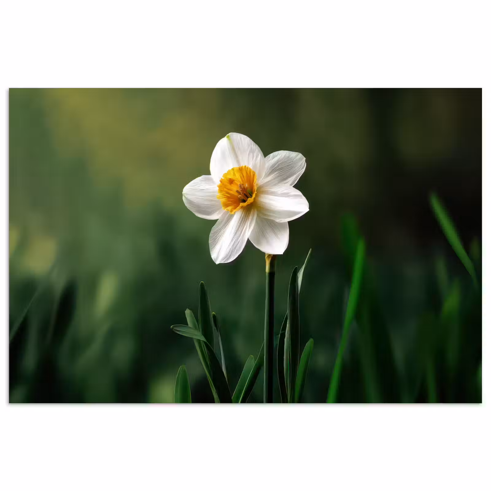 Poster - Narcis - Bloem - Wit - Grassprieten — 1