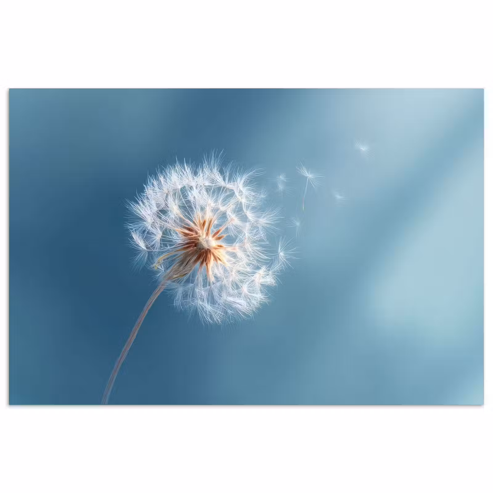Poster - Paardenbloem - Wind - Blauw — 1
