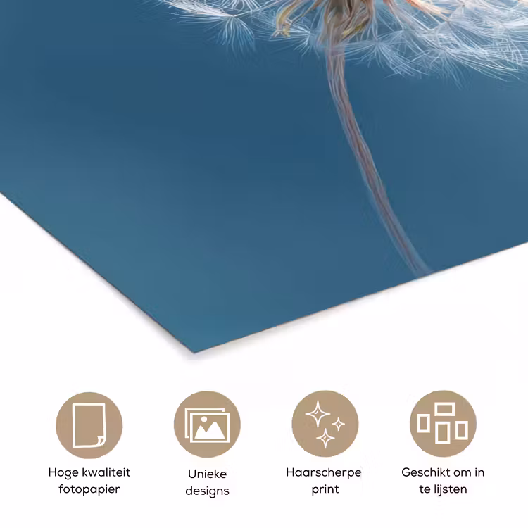 Poster - Paardenbloem - Wind - Blauw — 5