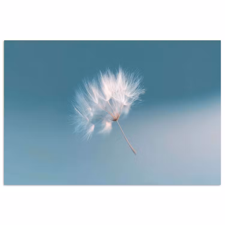 Poster - Paardenbloempluisje - Blauw - Lucht — 1