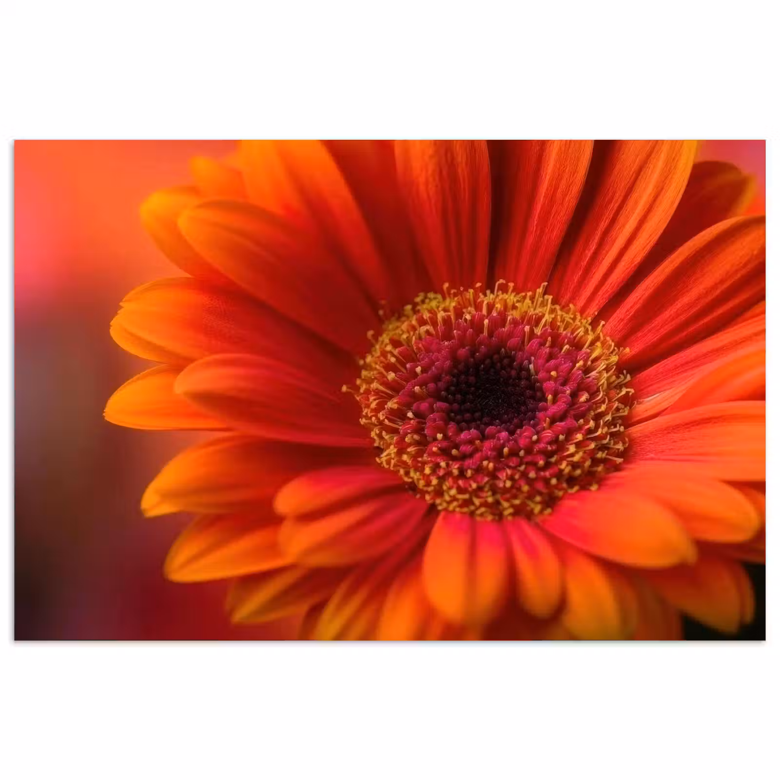 Poster - Oranje - Gerbera - Intens — 1