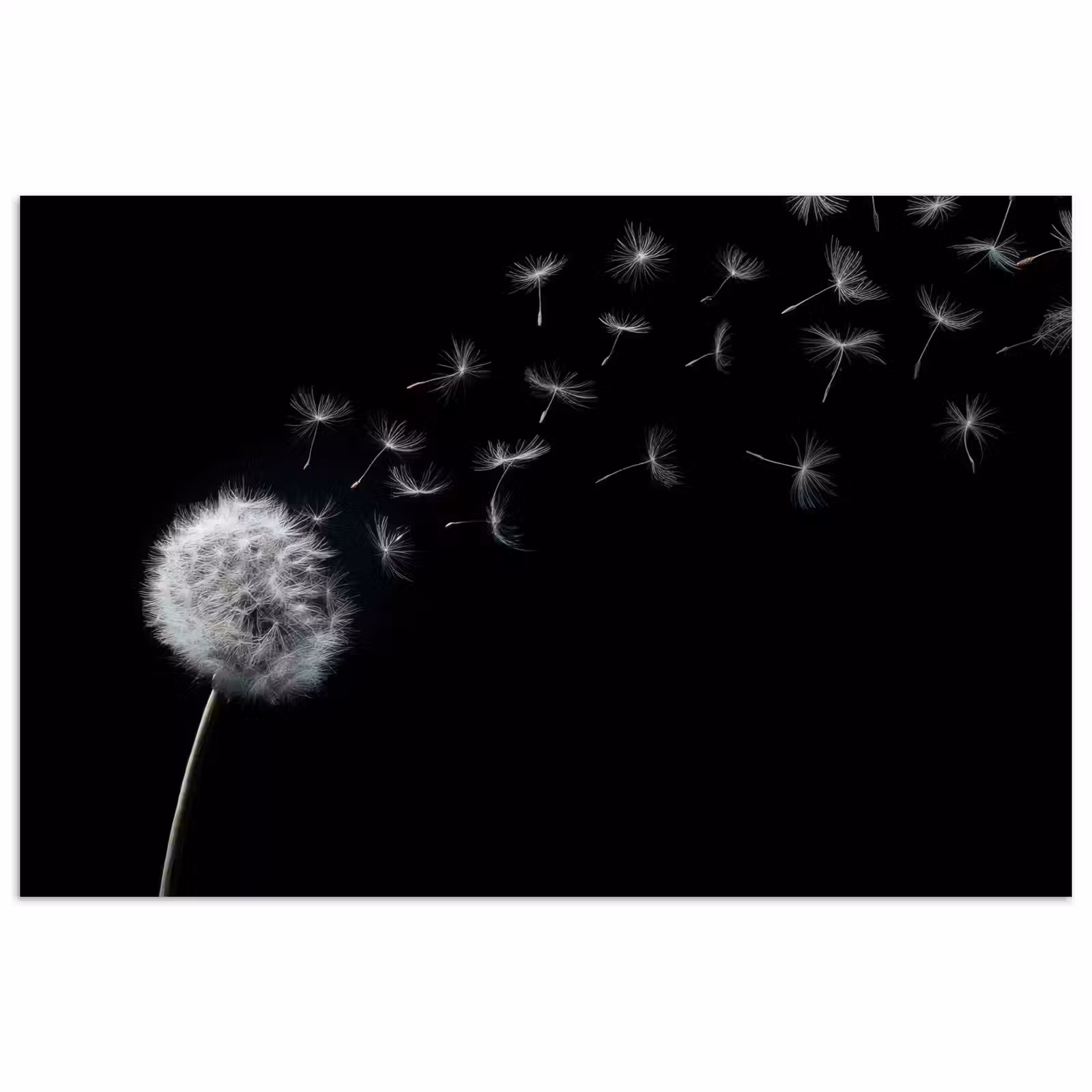 Poster - Paardenbloem - Zwart - Natuur — 1