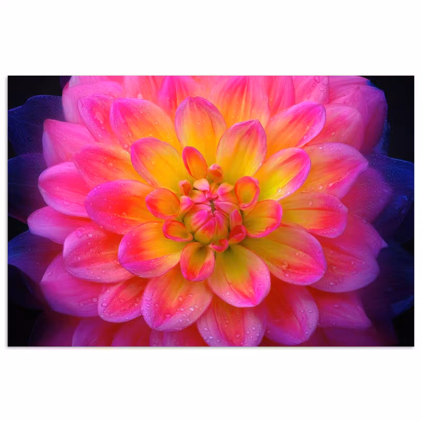 Poster - Roze - Dahlia - Kleurrijk — 1