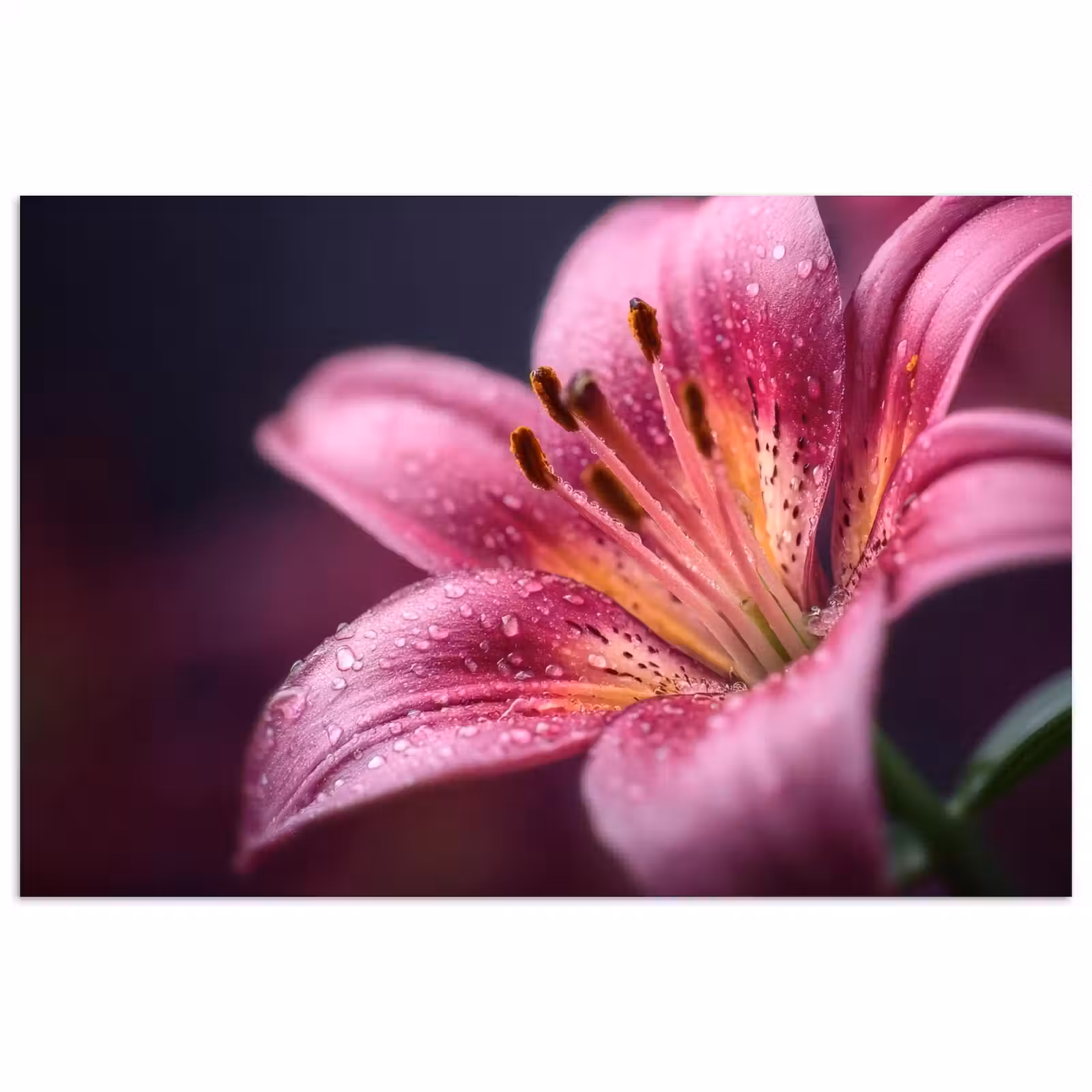 Poster - Roze - lelie - Dauwdruppels — 1