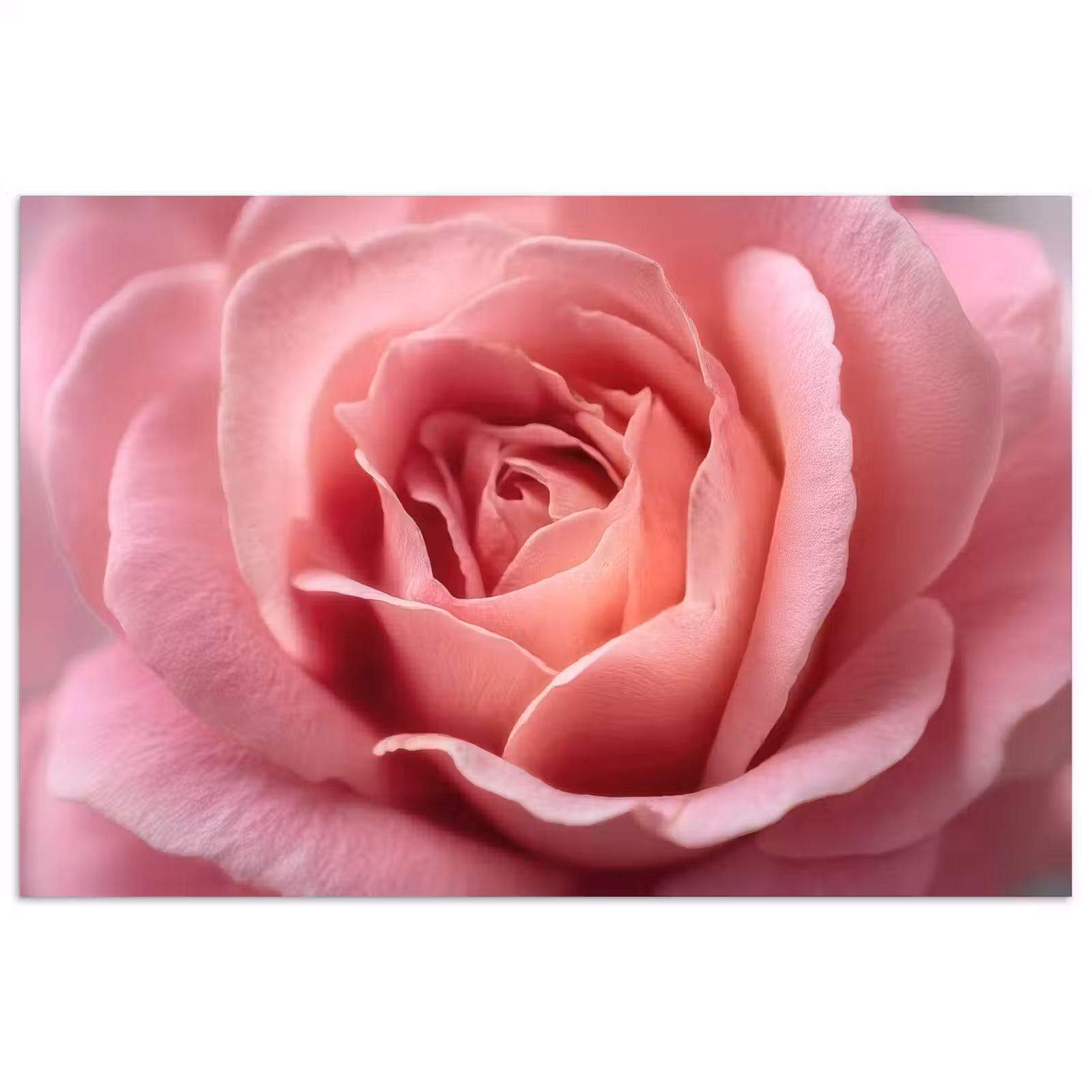 Poster - Roze - Roos - Romantisch — 1