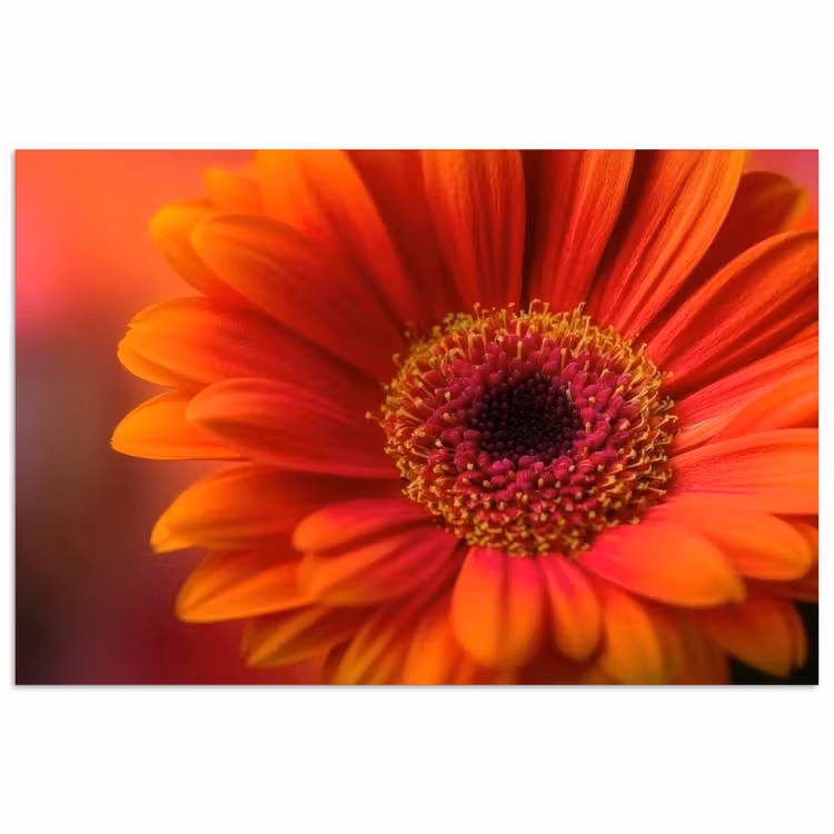 Poster - Oranje - Gerbera - Intens — 1