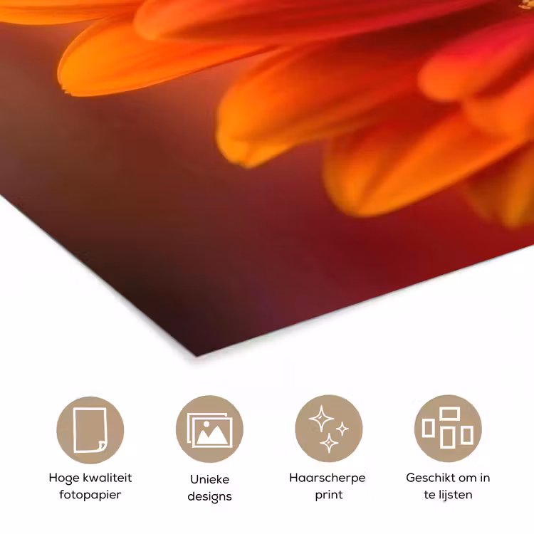 Poster - Oranje - Gerbera - Intens — 5