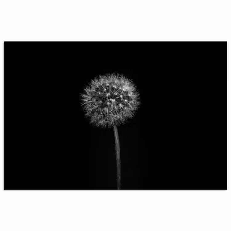 Poster - Paardenbloem - Zwart - Bloemen - Botanisch — 1