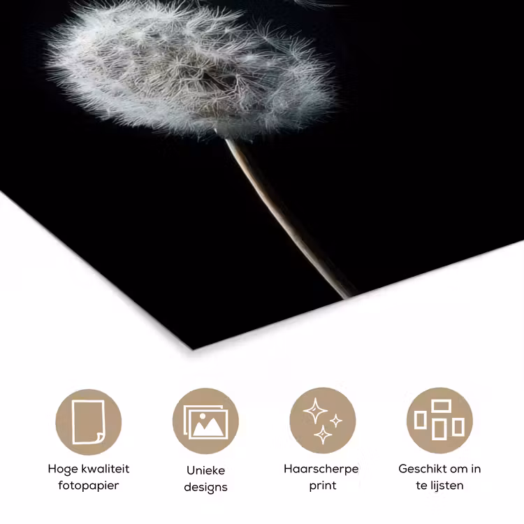 Poster - Paardenbloem - Zwart - Natuur — 5