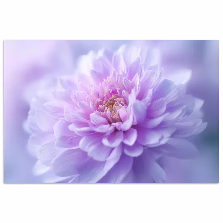 Poster - Paars - Dahlia - Dromerig — 1