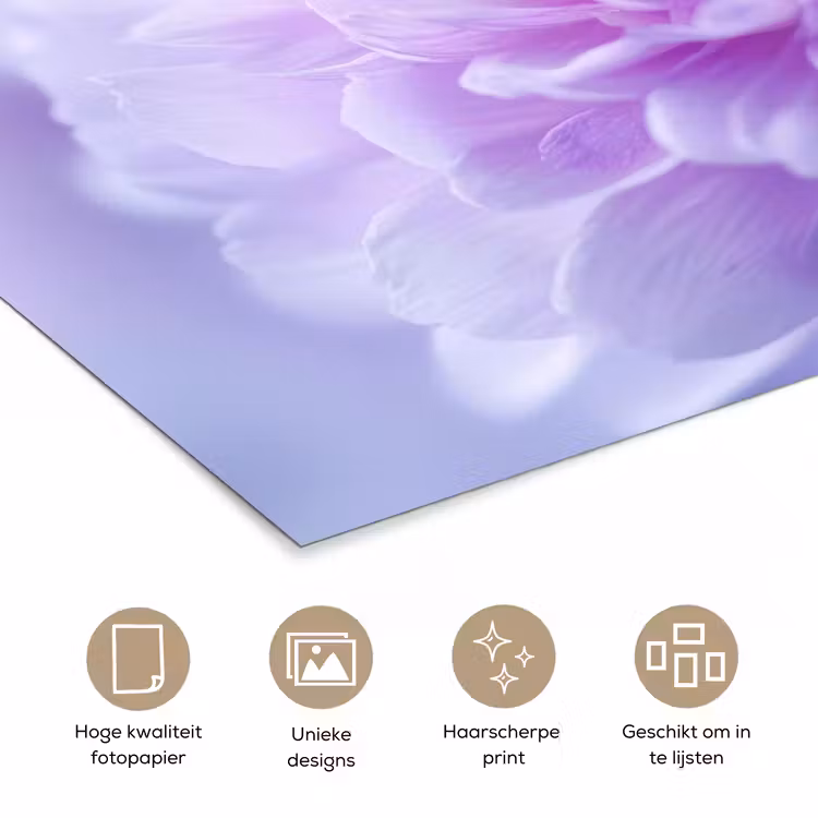 Poster - Paars - Dahlia - Dromerig — 5