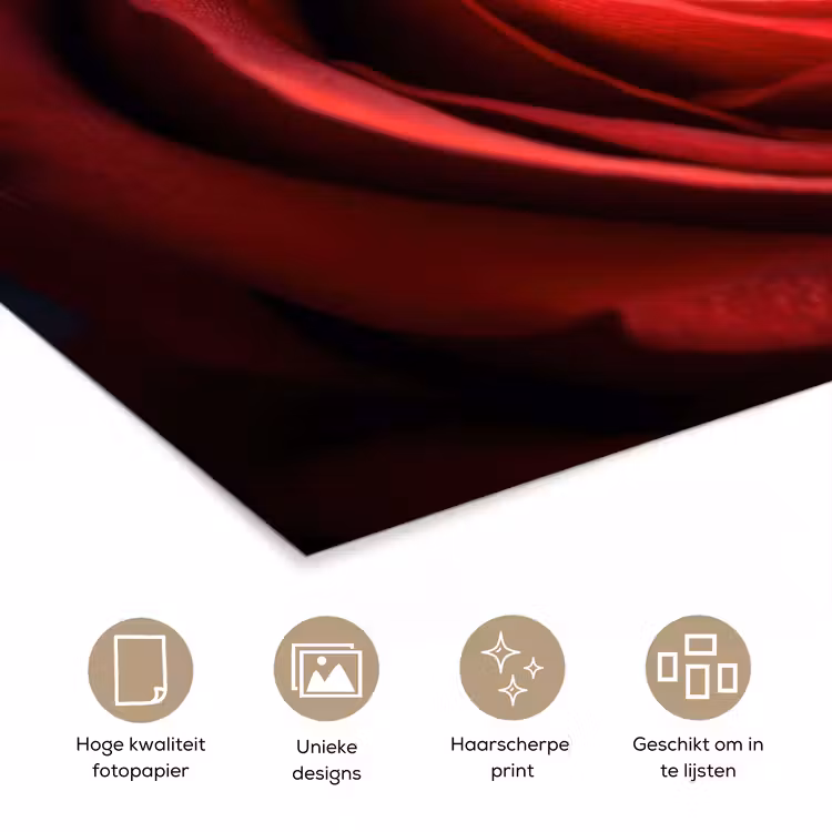 Poster - Rood - Roos - Romantisch — 5